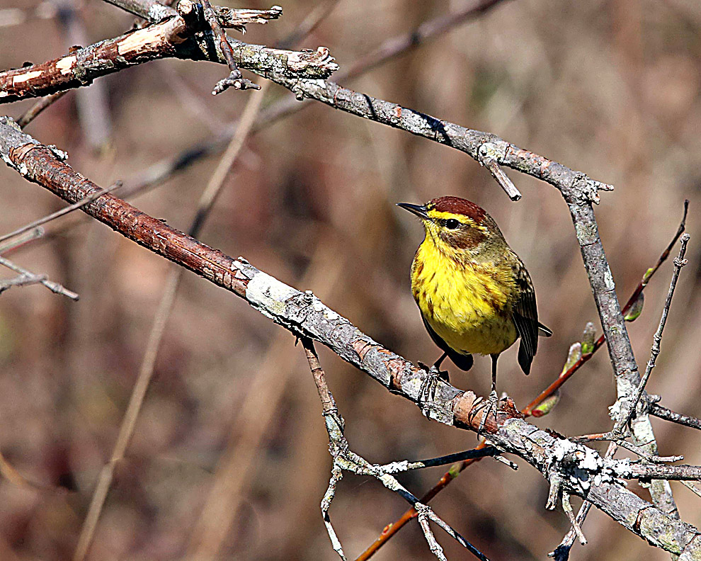 Soaring Eagle Wetland News, Sports, Jobs The Express